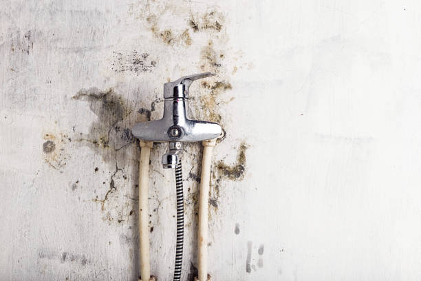 Best Post-Flood Mold Remediation in Homewood, SC