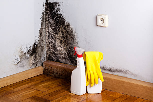 Best Post-Flood Mold Remediation in Homewood, SC